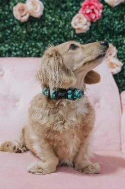 Dog Collar - Verano -Furfinity Cheap Shop IMG 9931 2