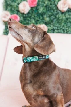 Dog Collar - Verano -Furfinity Cheap Shop IMG 9945