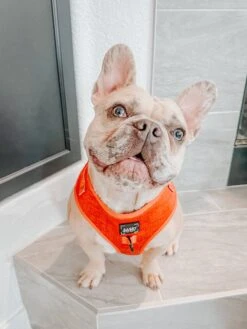 Dog Adjustable Harness - Foxy -Furfinity Cheap Shop INDIE PITTIE 1