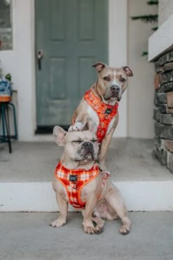 Dog Four Piece Bundle - Spiced Harvest -Furfinity Cheap Shop INDIE PITTIE 2 e102c00a 96e3 41d3 aaf1 a8fd4012a3b8