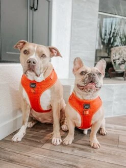 Dog Adjustable Harness - Foxy -Furfinity Cheap Shop INDIE PITTIE 3 ab08dabd 7941 42b5 bdf6 9775f38ee82a