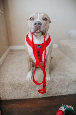 Dog Two Piece Bundle - Naughty -Furfinity Cheap Shop INDIE PITTIE 4 9e102e93 0016 4a9e a3d6 2d7a915c738b