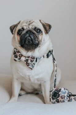 Dog Bowtie - It's A Pug's Life -Furfinity Cheap Shop INFLUENCER CONTENT ATOASTYPUG SIZE 2of4 b553d71a d788 4361 90e4 3938fdc3f9ad