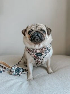 Dog Waste Bag Holder - It's A Pug's Life -Furfinity Cheap Shop INFLUENCER CONTENT ATOASTYPUG SIZE 4of4 9ac6cd2e b9c8 48b3 b592 63c2a9bd0129