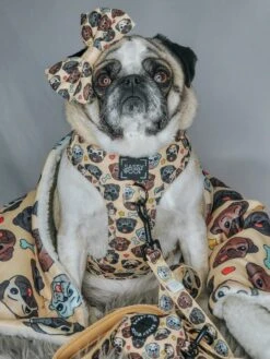 Dog Leash - It's A Pug's Life -Furfinity Cheap Shop INFLUENCER CONTENT LIFEWITHREMITHEPANDAPUG 5of9 600874da ad99 4a83 a645 9d213d642e40