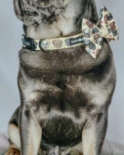 Dog Collar - It's A Pug's Life -Furfinity Cheap Shop INFLUENCER CONTENT LIFEWITHREMITHEPANDAPUG 9of9