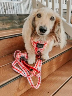 Dog Two Piece Bundle -Picnic Fur Two -Furfinity Cheap Shop ITSLUCYTHEDOXIE 3