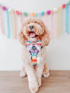 Dog Sailor Bow - Love You Fur You -Furfinity Cheap Shop ITSMEWILLOW 2