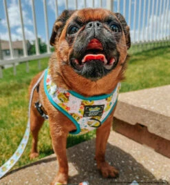 Dog Two Piece Bundle -SpongeBob SquarePants™ Bikini Bottom -Furfinity Cheap Shop ITSTULIPTHEGRIFF 5