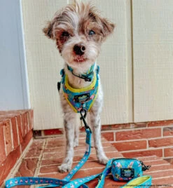 Dog Four Piece Bundle - SpongeBob SquarePants™ Jelly Fishin' -Furfinity Cheap Shop I AM THEBARKMAN 2 566fa950 1db5 4709 9941 5699ef14e02e