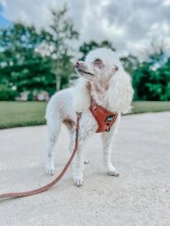 Dog Leash - Teddy -Furfinity Cheap Shop I AM THEBARKMAN abb589c0 6f33 46ea a7cf 42374fda1f5f