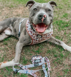 Dog Two Piece Bundle -STAR WARS™ The Rebel Alliance -Furfinity Cheap Shop JASPER THEMERLE 2 e65a47b3 3b71 44fb 806c 48dd6fe47b61