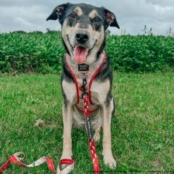 Dog Two Piece Bundle - Harry Potter™ Marauder's Map™ 39 Dog Two Piece Bundle - Harry Potter™ Marauder's Map™ -Furfinity Cheap Shop JAYCEOWENHEATHERMARIE 5