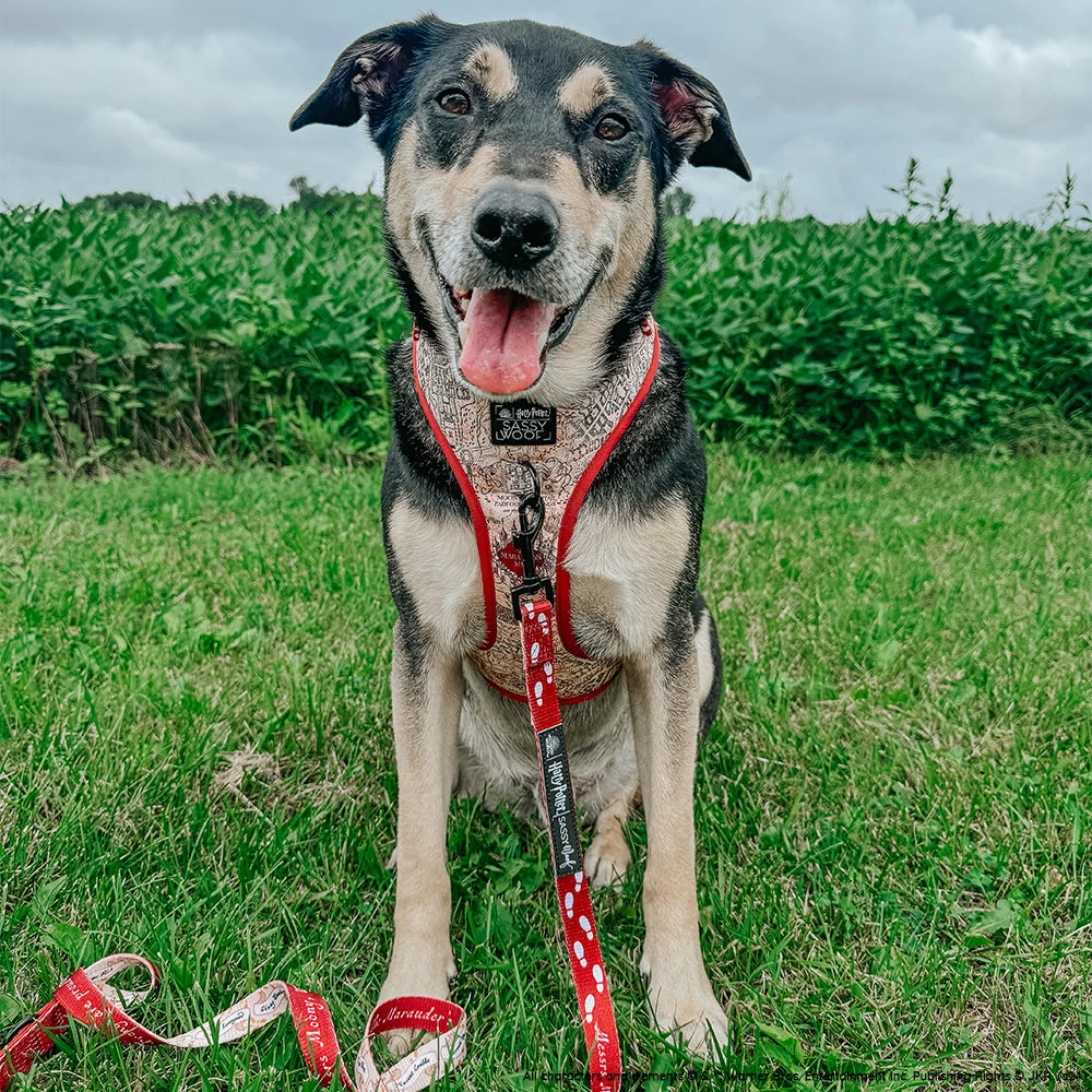 Dog Two Piece Bundle - Harry Potter™ Marauder's Map™ 20 Dog Two Piece Bundle - Harry Potter™ Marauder's Map™ - Image 18