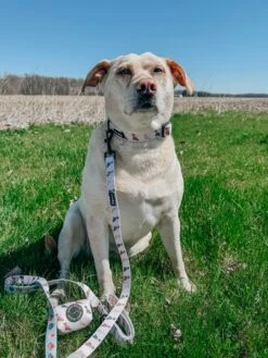 Dog Collar - Loyal Labradors -Furfinity Cheap Shop JAYCEOWENHEATHERMARIE 4 2e13cd56 1d9a 4727 a55f 24517aedd894