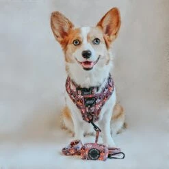 Dog Adjustable Harness - Cuddly Corgis -Furfinity Cheap Shop KAI ACORGISLIFE 1 e178ebfa 5d28 407b b554 86ef93297e1c