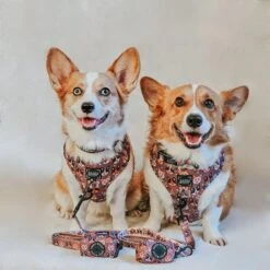 Dog Leash - Cuddly Corgis -Furfinity Cheap Shop KAI ACORGISLIFE 2 7e24d1c4 75cf 4f6d 8bfd 8bb926e478e6