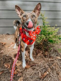 Dog Sailor Bow - Disney Holiday Collection -Furfinity Cheap Shop KATANA THE BASENJI 2 323dc587 6f3c 4250 8624 eb979c843fd6