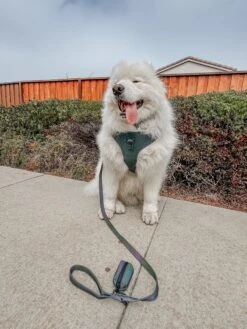 Dog Waste Bag Holder - Reflection -Furfinity Cheap Shop KINGKUPOGRAM 4 22beffd1 c5db 42fc 847b 41e7b2e73331