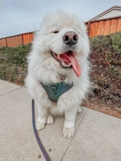 Dog Two Piece Bundle - Reflection -Furfinity Cheap Shop KINGKUPOGRAM 5