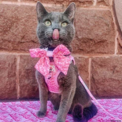 Cat Leash - BARBIE™ Malibu -Furfinity Cheap Shop KITTY KOVU 2