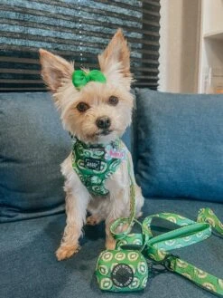 Dog Leash- Kiwi Krazy -Furfinity Cheap Shop KIWITHEMORKIEE 3 91440a44 0139 48c7 ab25 1a3e8bc12689