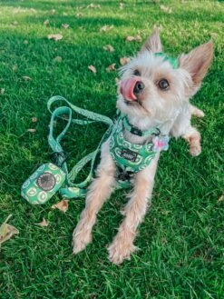 Dog Four Piece Bundle - Kiwi Krazy -Furfinity Cheap Shop KIWITHEMORKIEE 4