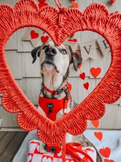 Dog Collar - Neon Red -Furfinity Cheap Shop KONA THE COFFEEBEAN 1