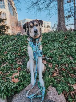 Dog Two Piece Bundle - Chillin With My Gnomies 17 Dog Two Piece Bundle - Chillin With My Gnomies -Furfinity Cheap Shop KONA THE COFFEEBEAN 1 6be8e0e3 671e 4f22 bd16 053a7e18da67