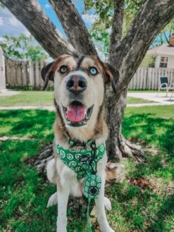 Dog Adjustable Harness - Kiwi Krazy -Furfinity Cheap Shop KONA THE COFFEEBEAN 1 fac6f2f4 604b 4224 b22e 36f394a6627b