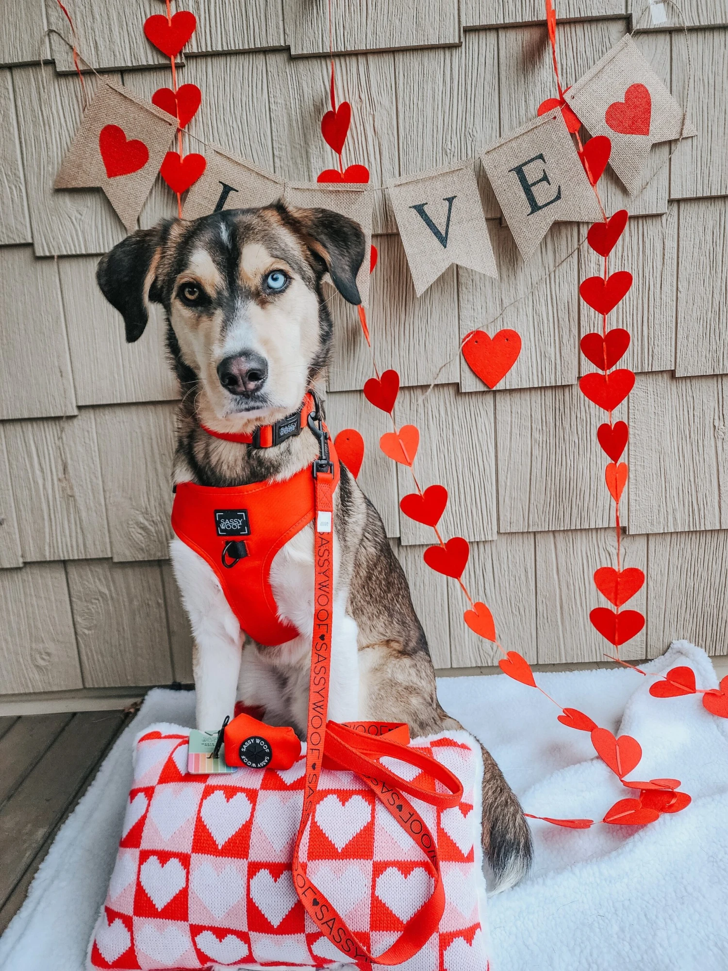 Dog Four Piece Bundle - Neon Red 14 Dog Four Piece Bundle - Neon Red - Image 12