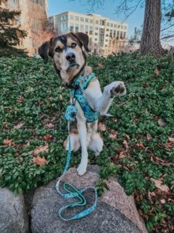 Dog Waste Bag Holder - Chillin With My Gnomies -Furfinity Cheap Shop KONA THE COFFEEBEAN 2 015197fe 4e81 4b98 bcab 7fd196489579