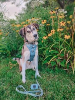 Dog Collar - Sage -Furfinity Cheap Shop KONA THE COFFEEBEAN 2 61b81341 1f10 49f4 804c 79415ad888f2