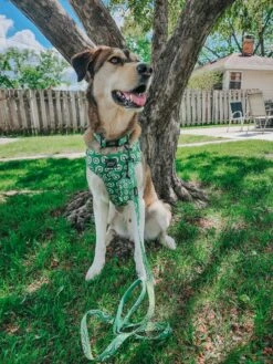 Dog Four Piece Bundle - Kiwi Krazy -Furfinity Cheap Shop KONA THE COFFEEBEAN 2 b7e8edfa 0df9 4c66 b654 35efbea74270