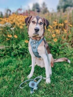 Dog Step-in Harness - Sage -Furfinity Cheap Shop KONA THE COFFEEBEAN 6c45a8a9 1850 4031 8dcf 4e3d82c3d80f