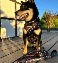 Dog Four Piece Bundle - STAR WARS™ The Dark Side -Furfinity Cheap Shop KORRASWEETBEAN