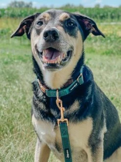 Dog Collar - Forest -Furfinity Cheap Shop L jayceowen f506f993 98a2 4978 af80 13782fd55b4b