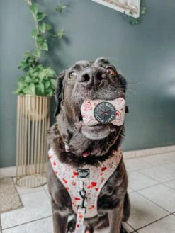 Dog Waste Bag Holder - P.S. I Woof You 10 Dog Waste Bag Holder - P.S. I Woof You -Furfinity Cheap Shop LABRADORABLEARCHIE 1 257016ce 28e3 4312 aca3 22fa1798038a