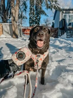 Dog Four Piece Bundle - P.S. I Woof You -Furfinity Cheap Shop LABRADORABLEARCHIE 2 2ce4fbb1 bf28 47ee 84ad 87b0f12d3774