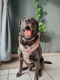 Dog Three Piece Bundle - P.S. I Woof You -Furfinity Cheap Shop LABRADORABLEARCHIE 6 b19eebae fa46 4cc0 bbc1 90ba5f862976