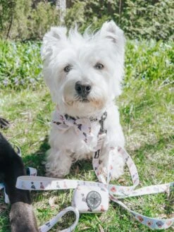 Dog Collar - Spunky Shih Tzus -Furfinity Cheap Shop LACEY THE WESTIE 1 3634f71a e546 49c1 9b74 23895bcff4d1