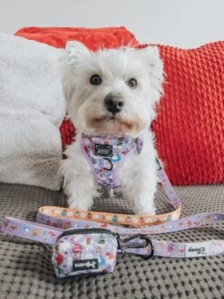 Dog Four Piece Bundle - Alice In Wonderland (Purple) 22 Dog Four Piece Bundle - Alice In Wonderland (Purple) -Furfinity Cheap Shop LACEY THE WESTIE 1 eee5c7d0 5ce8 4062 9ec6 8fae57471876