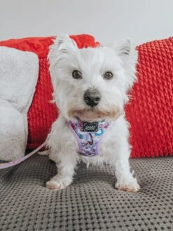 Dog Three Piece Bundle - Alice In Wonderland (Purple) -Furfinity Cheap Shop LACEY THE WESTIE 2 11eb2a7d 631a 44c8 8796 98d28b177508