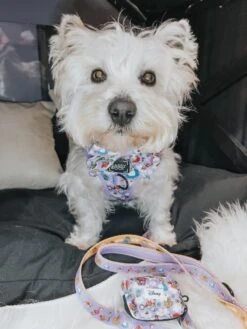 Dog Waste Bag Holder - Alice In Wonderland (Purple) -Furfinity Cheap Shop LACEY THE WESTIE 3 3bbe7763 391c 45ae 8396 861f5be76110