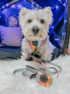 Dog Waste Bag Holder - The Night Life -Furfinity Cheap Shop LACEY THE WESTIE 3 6eb78e11 0c2a 4223 9f72 8881361c6d67