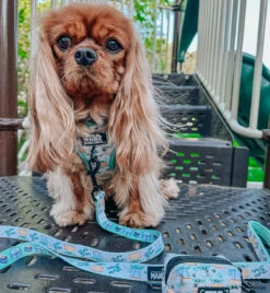 Dog Two Piece Bundle -STAR WARS™ The Child™ -Furfinity Cheap Shop LADYEMMAOFASHBURN 2 0eafa5bf 8165 4838 a2eb e915ec570770