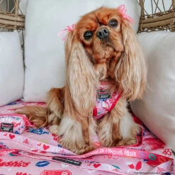 Dog Waste Bag Holder - Mean Girls™ 14 Dog Waste Bag Holder - Mean Girls™ -Furfinity Cheap Shop LADYEMMAOFASHBURN 2 22913940 500b 4349 b5d2 bed225a0d1b4