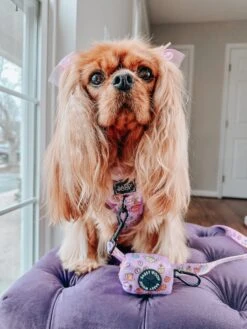 Dog Four Piece Bundle - Tea Pawty 29 Dog Four Piece Bundle - Tea Pawty -Furfinity Cheap Shop LADYEMMAOFASHBURN 167e54f8 33dd 452d b8d9 228ff1ea4ef6