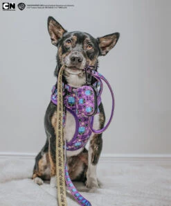 Dog Four Piece Bundle - Mojo Jojo™ -Furfinity Cheap Shop LASZLOTHEMUTT 2