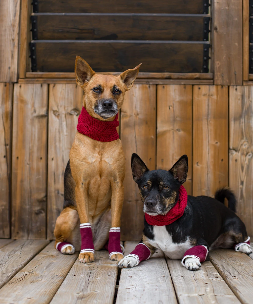 Dog Bundle - Infinity Scarf & Leg Warmers 10 Dog Bundle - Infinity Scarf & Leg Warmers - Image 8
